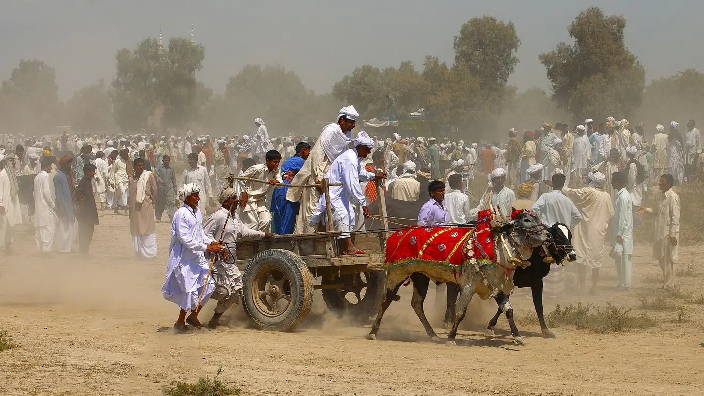 Culture Of Punjab, Bull racing Punjab