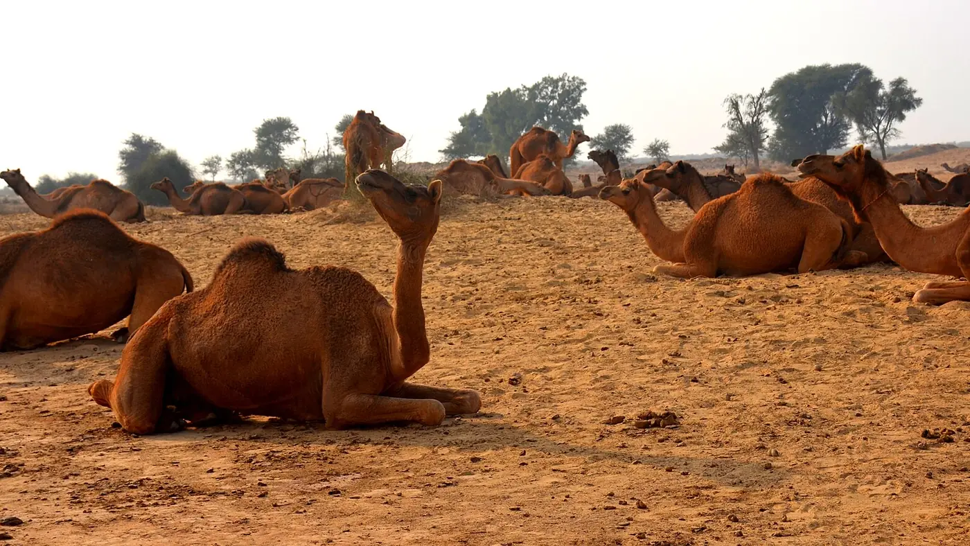 Cholistan camels