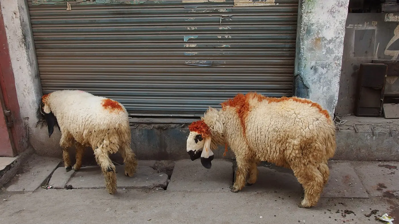 Lamb for Eid animal sacrifice in Lahore Pakistan