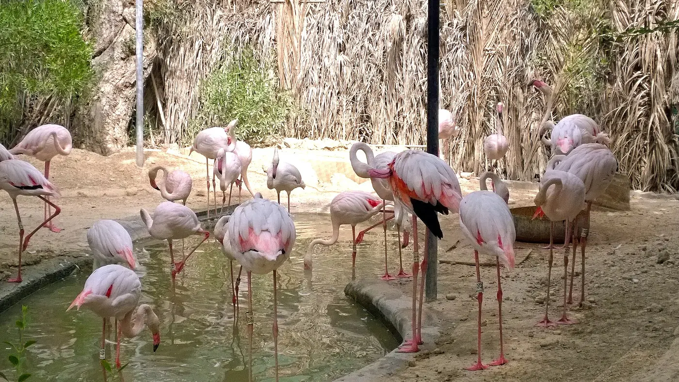Flamingos in Karachi, Sindh & Balochistan