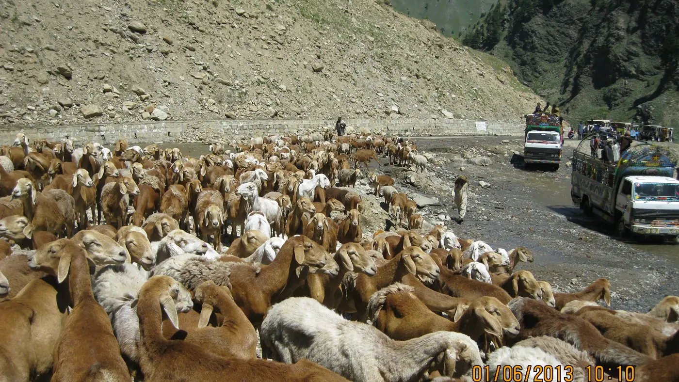 SHEEPS AT KAGHAN VALLEY PAKISTAN