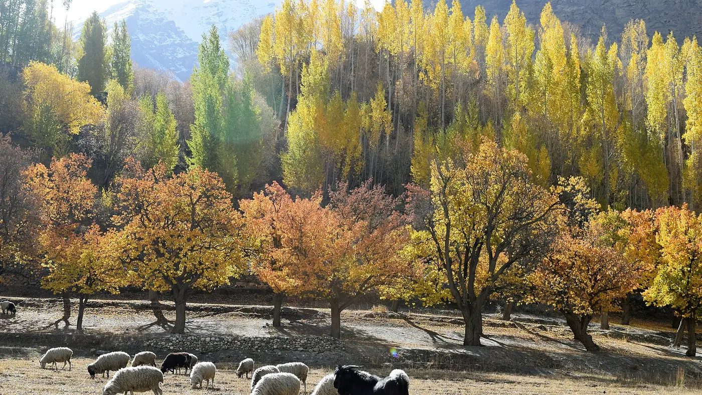 Colours of autumn Shimshal (cropped