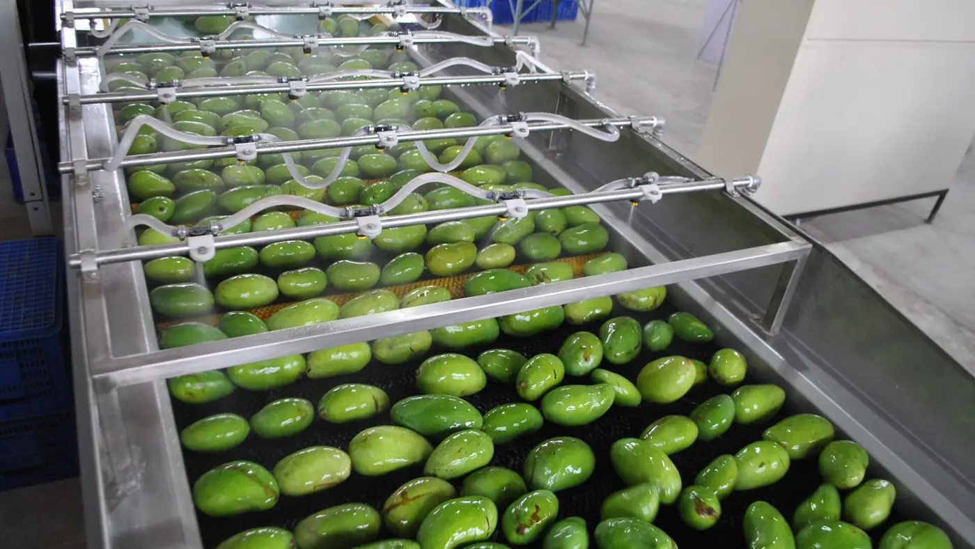 USAID supporting Pakistan's mango sector, Sindh Mangoes