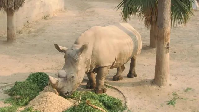 Lahore Zoo