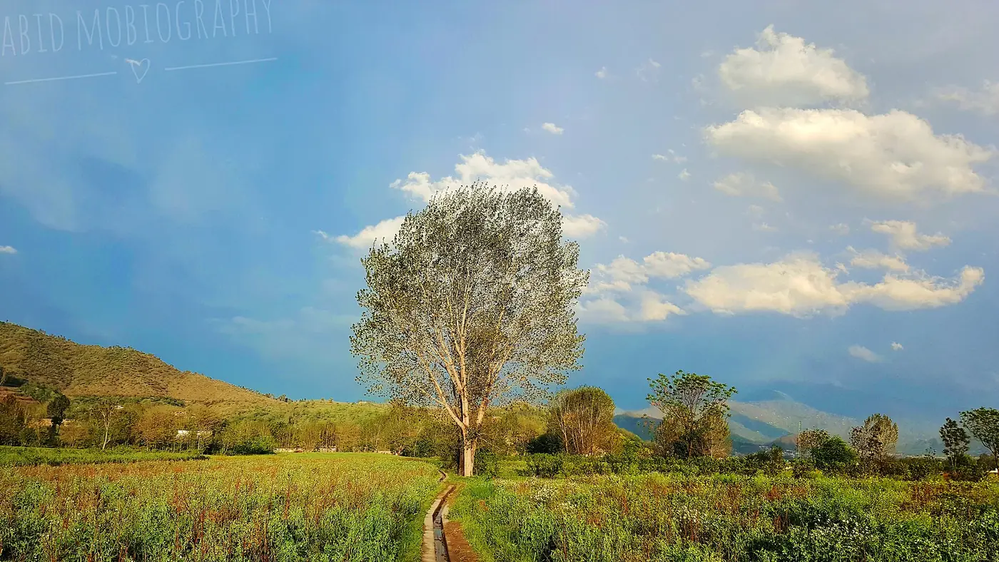 Flora of Swat