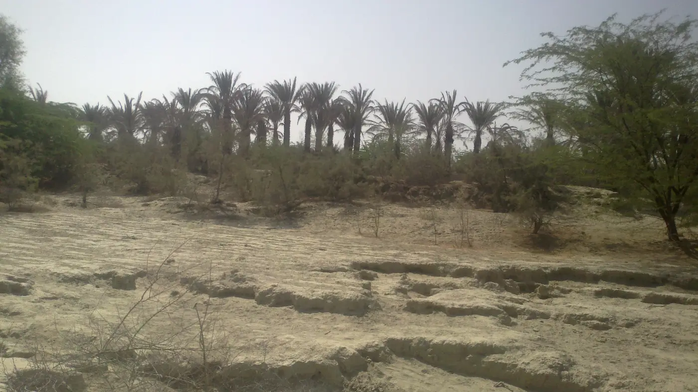 Palms in Turbat, Pakistan