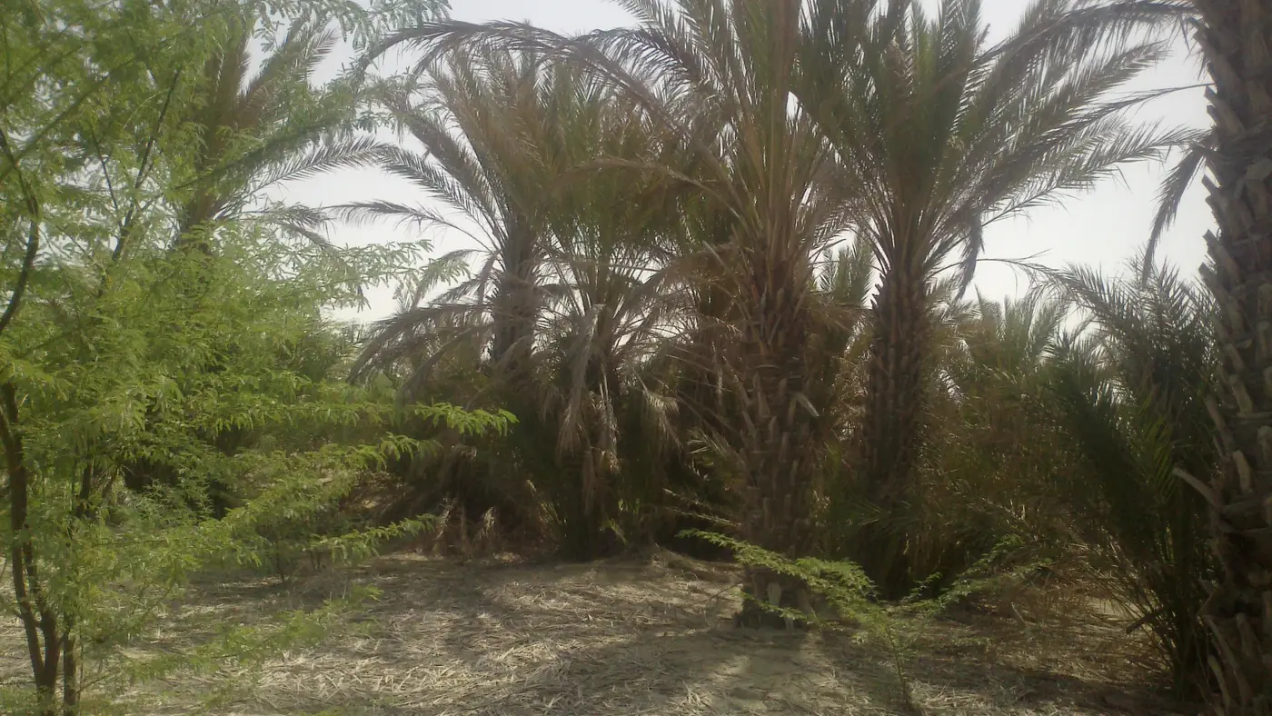 Palm trees in Turbat, Pakistan